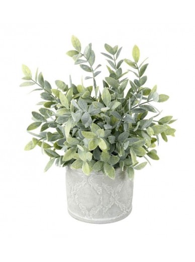 Potted Sage