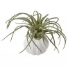 Green Tillandsia in Faux Urchin Pot