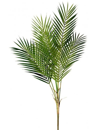 Green Palm Leaf Bush Stem