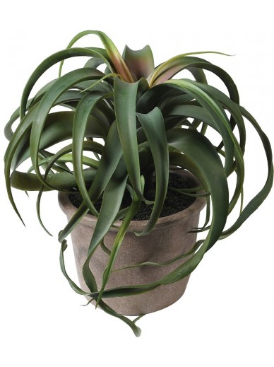 Tillandsia Plant in Pot