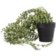 Senecio in Pot