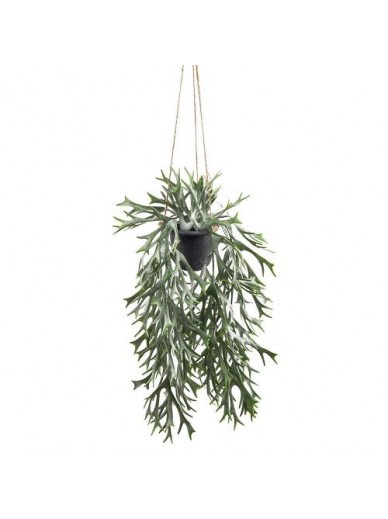 Stag Fern In Hanging Pot