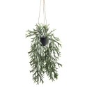Hanging Stag Fern