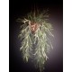Stag Fern In Hanging Pot