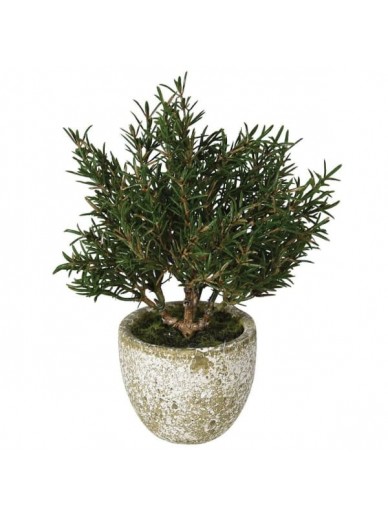 Rosemary Bush in Clay Pot