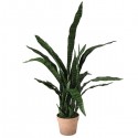 SOLD OUT Sanseriveria Plant in Pot