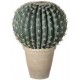 Barrel Cactus in Beige Pot