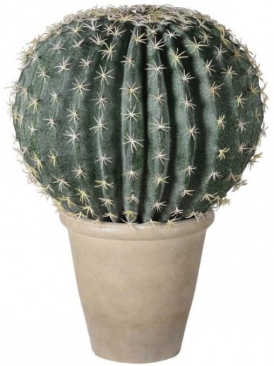 Barrel Cactus in Beige Pot