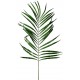 Green Areca Palm Leaf