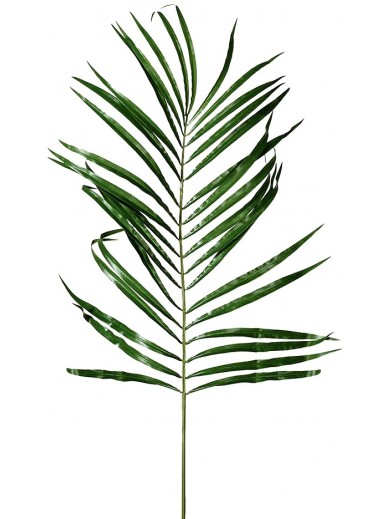 Green Areca Palm Leaf