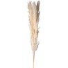 Pack of 3 Pampas