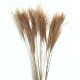 Bunch of Pampas Grass Style 1