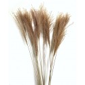 Bunch of Pampas Grass Style1