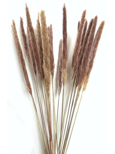 Bunch of Pampas Grass Style 2